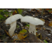 Мицелий Гигрофора белого / Гигрофор желтовато-белый (Hygrophorus eburneus)